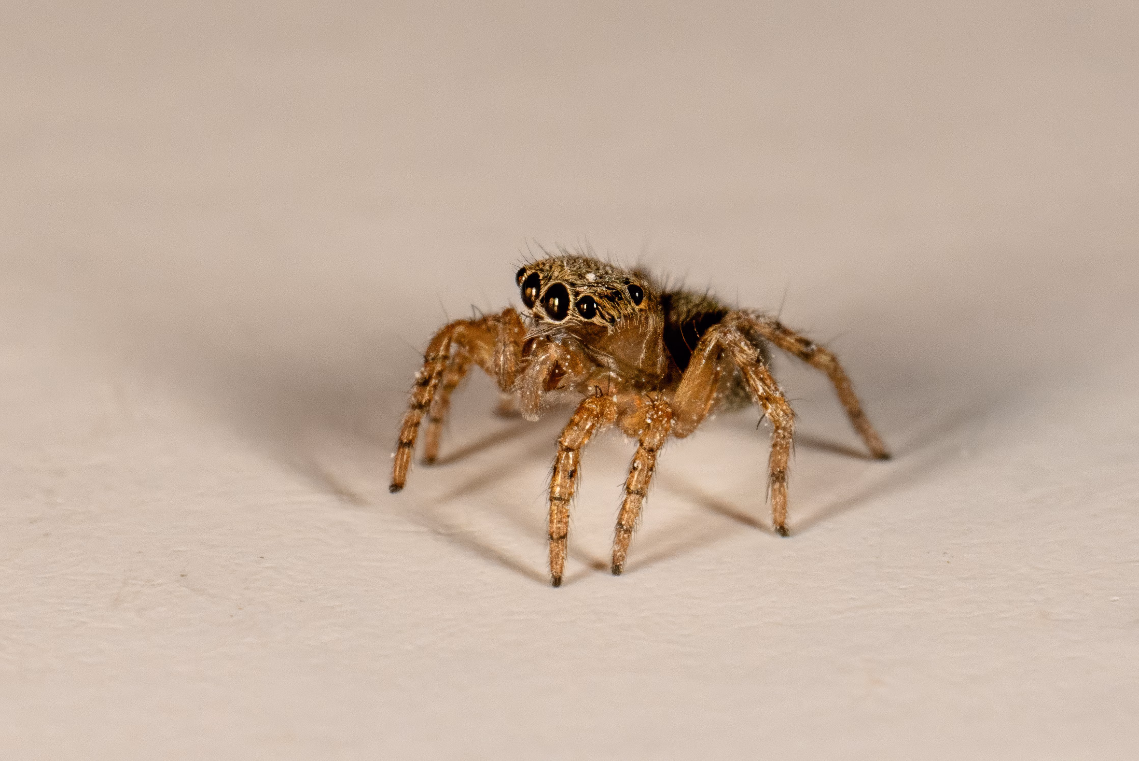 Web Puppies: How Tiny Jumping Spiders Became the New Darlings of TikTok