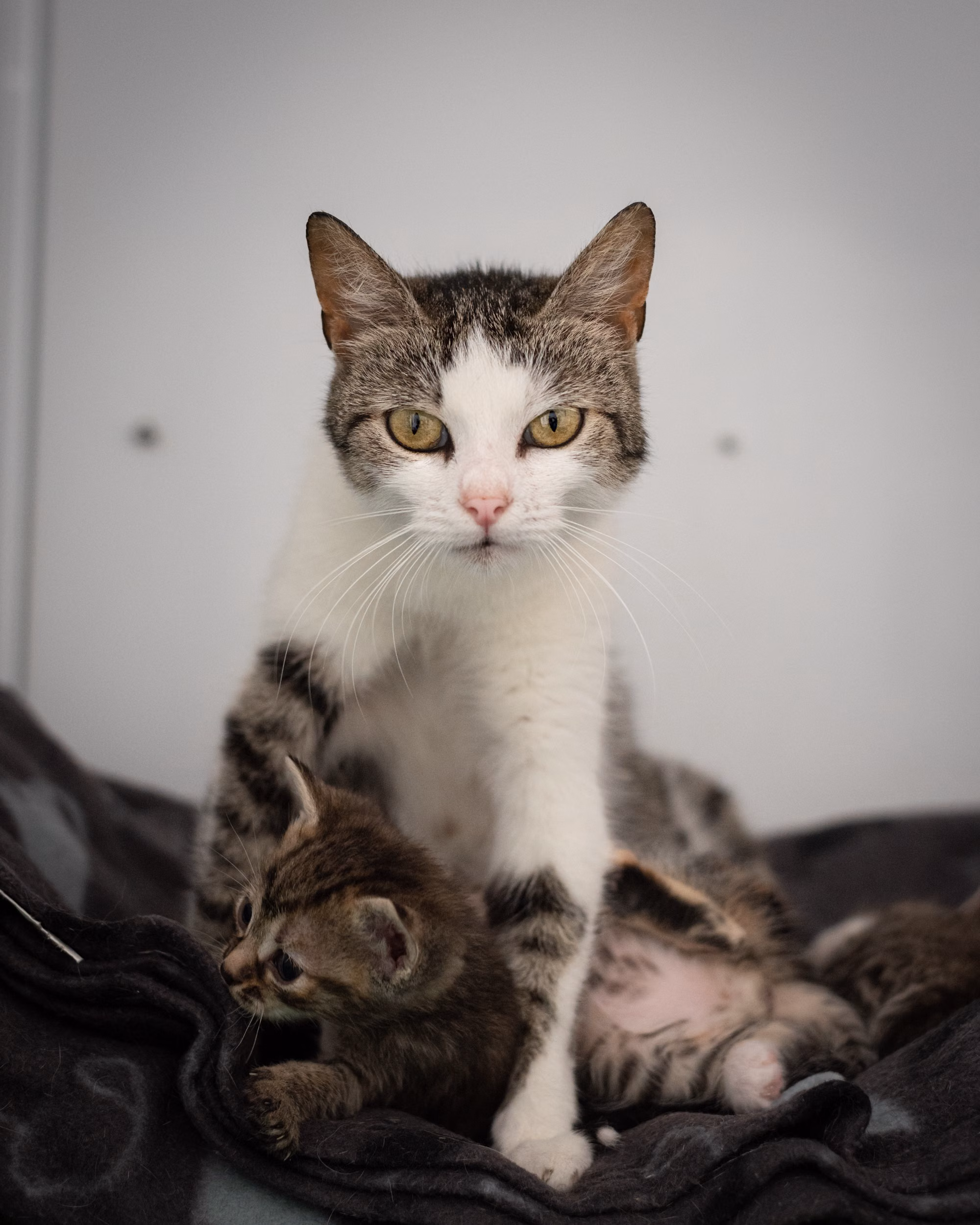 Mother Cat and Six Newborn Kittens Rescued from Beneath Ontario Police Cruiser
