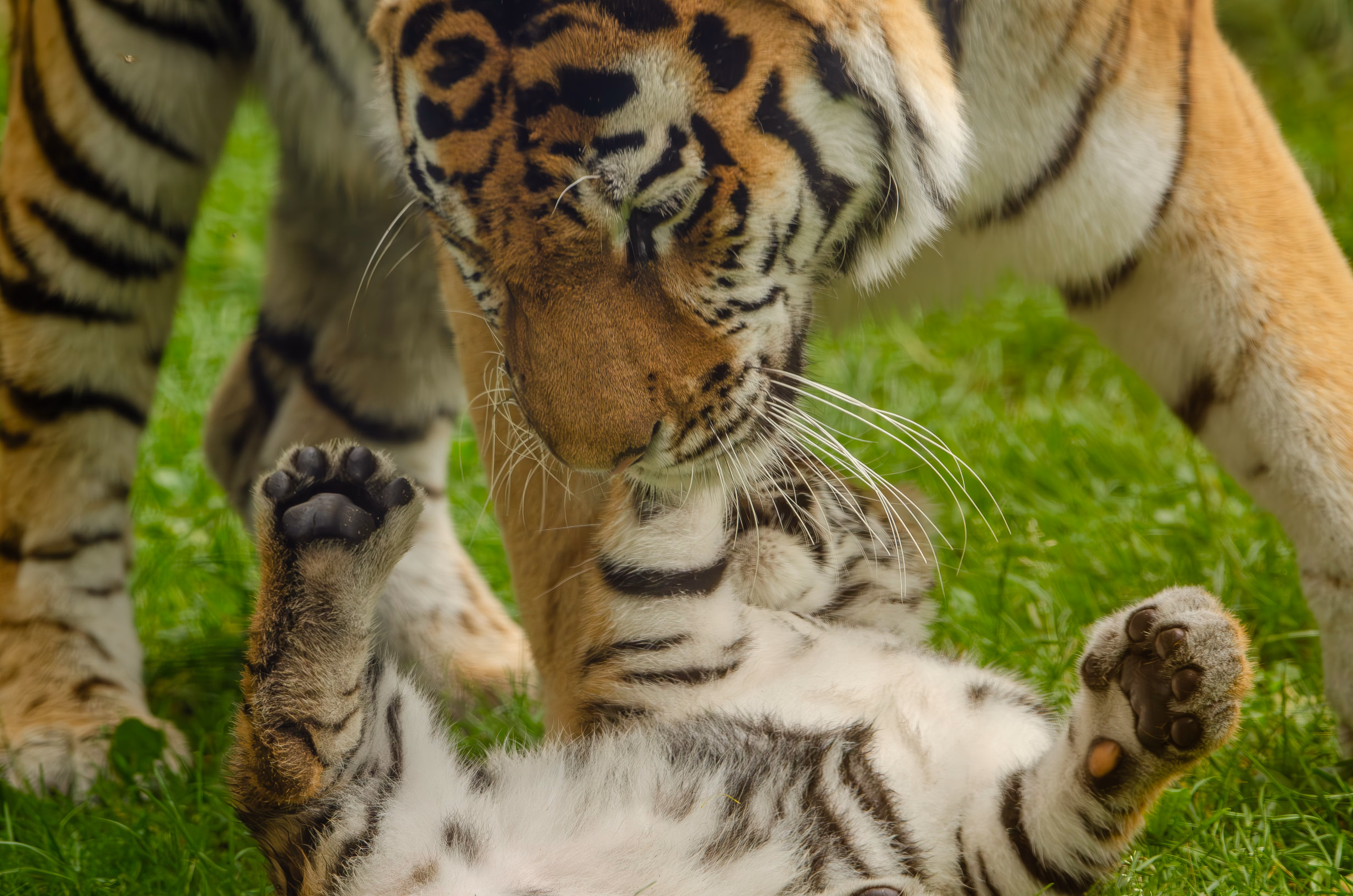 Week in Wildlife: Tiger Release, Exmoor Eagle and Pallas’s Kittens