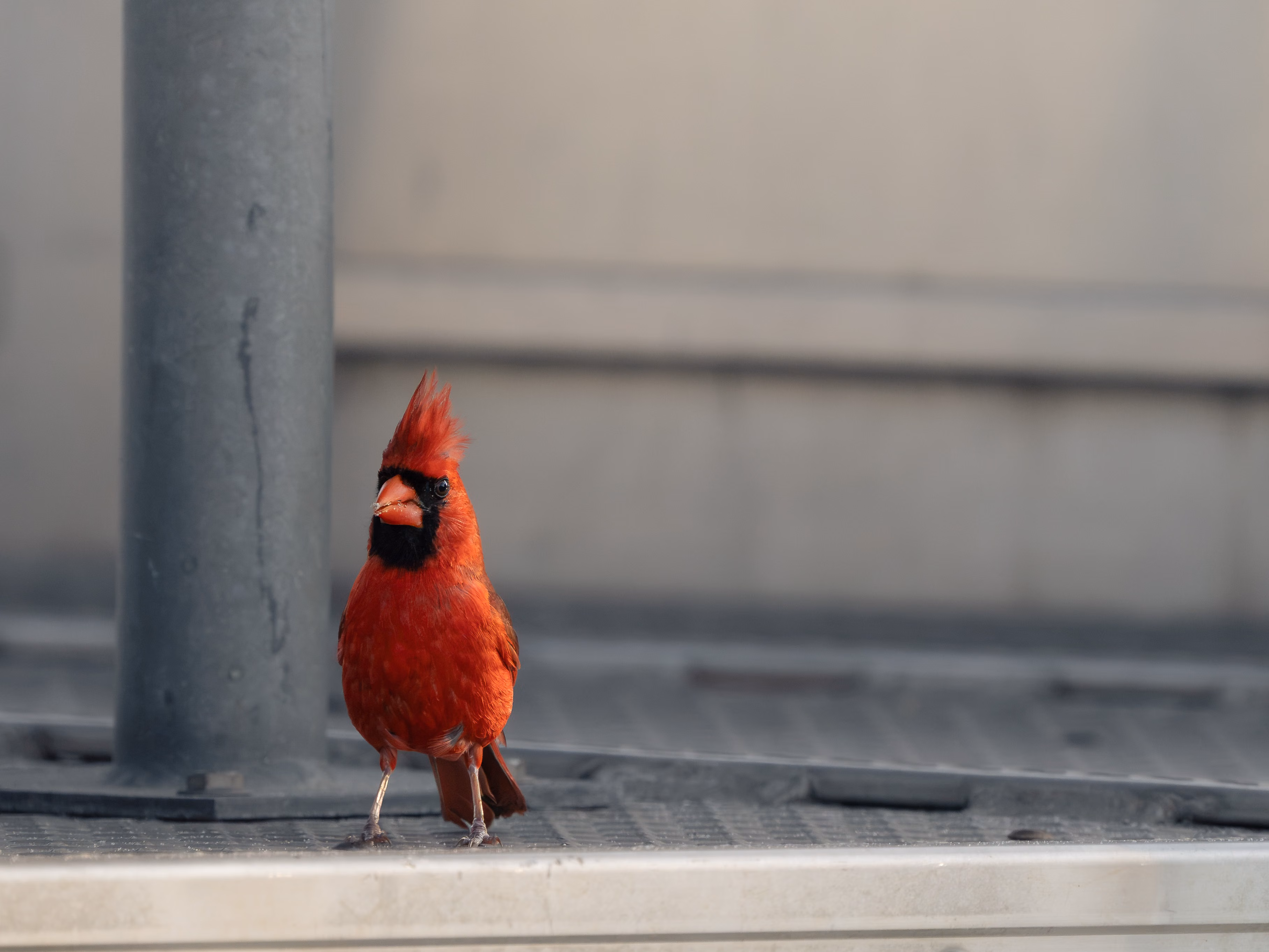 Cardinals and Yankees Continue Three-Game Series at Yankee Stadium Following High-Scoring Opener