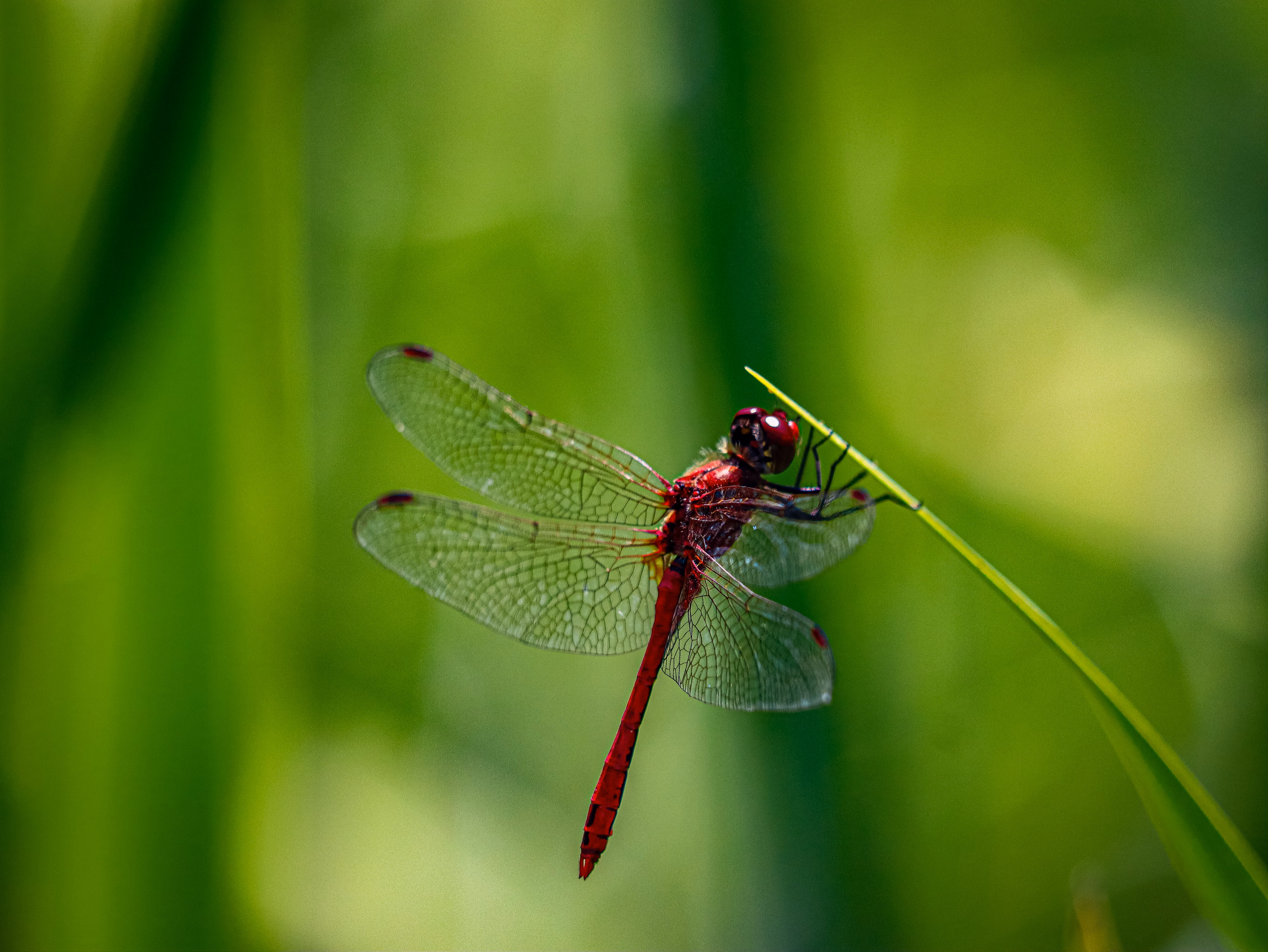 ‘Fearless and quietly astonishing’: the dragonfly that migrates further than any other insect